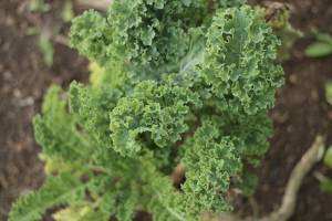 Guardiã das Sementes Raras Garden - Cabagge - São Paulo, zona leste - Photographer Fernanda Durazzo, 2025