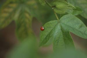 Guardiã das Sementes Raras Garden -  ladybird - São Paulo, zona leste - Photographer Fernanda Durazzo, 2025