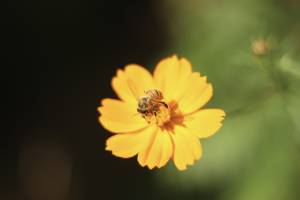 Vila Nancy Garden - pollinators - São Paulo, zona leste - Photographer Fernanda Durazzo, 2025