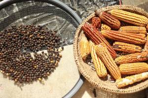 Viva Seu Goiano- Quilombo das Martins Garden- pepper seed and creole corn- São Paulo, zona leste - Photographer Fernanda Durazzo, 2025