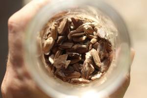 Cabaça Garden - Gourds seeds - São Paulo, zona leste - Photographer Fernanda Durazzo, 2025